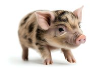 Adorable spotted mini pig on white background, close-up portrait showing curious expression and pink ears. Isolated farm animal for design projects and marketing materials.