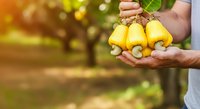 Farmer holding fresh yellow cashew fruits with leaves in orchard during harvest season, agricultural produce and organic farming concept.