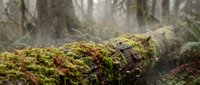 Moss-covered fallen log in misty forest with vibrant green and red foliage creating natural woodland scene for environmental and nature projects.