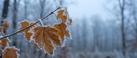 Frost-covered autumn leaves clinging to bare branch in misty winter forest creating serene seasonal transition scene for nature photography and design projects.