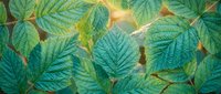 Fresh green raspberry leaves glowing in warm sunlight, showcasing detailed veins and lush summer foliage as a vibrant nature background.