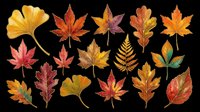 Set of colorful autumn leaves including maple, oak, ginkgo, and fern, isolated on transparent background, ready for clipart, stickers, t-shirt design, and print on demand.