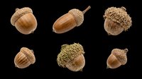 Acorns and oak nuts isolated on transparent background, ready for clipart, t-shirt design, stickers, print-on-demand products, and sublimation projects.