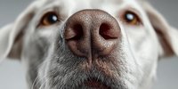 Close-up portrait of adorable dog nose and face with soft focus background, perfect for pet care advertising, veterinary clinics, and animal lover designs.