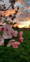Pink apple blossoms frame dramatic sunset sky with golden clouds over green spring meadow, creating romantic natural atmosphere for seasonal backgrounds.
