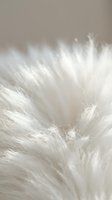 Soft white animal fur texture close-up with fine strands and natural lighting creating gentle shadows and highlights for backgrounds and design projects.