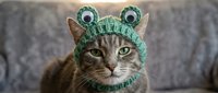Adorable tabby cat wearing green knitted frog hat with googly eyes, perfect for pet costume photography and humorous animal content.
