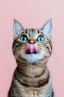 Funny tabby cat with bright blue eyes licking nose against pink background, close-up portrait showing playful and curious expression of domestic pet.