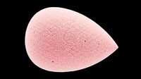 Pink beauty sponge with textured surface, isolated on transparent background. Ready for makeup, cosmetics, and beauty product design use including clipart, sublimation, and print-on-demand applications.