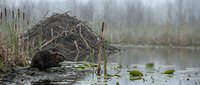 Beaver lodge made of sticks and mud in wetland marsh with cattails and water lilies creating natural wildlife habitat for ecosystem conservation.