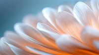 Delicate white flower petals with soft orange glow in macro photography, creating dreamy ethereal atmosphere. Gentle curves and light gradients showcase nature's artistry.
