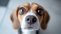 Close up portrait of beagle dog with expressive brown eyes and black nose looking directly at camera. Emotional pet photography showing curiosity and innocence.