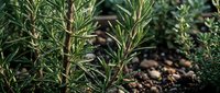 Fresh rosemary herbs growing in garden with aromatic green leaves on woody stems. Natural culinary spice plant for cooking and seasoning in organic herb cultivation.