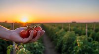 Fresh ripe tomatoes in farmer hands at sunset in organic vegetable garden with golden light creating warm agricultural harvest scene for healthy food concepts.