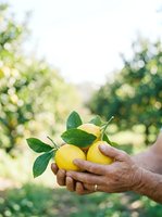 Farmer holding fresh yellow lemons with green leaves in orchard garden, harvesting citrus fruits outdoors for agriculture and farming use.