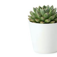 Green succulent plant in white ceramic pot on clean white background for home decor and gardening projects.