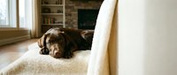 Chocolate brown dog resting on cream-colored carpet near sofa in bright living room with fireplace and shelving, relaxed pet at home.