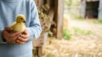 Young duckling held in hands of person wearing blue sweater on farm or rural setting, representing animal care, agriculture, poultry farming, and countryside living.