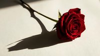 Single red rose with long stem casting dramatic shadow on neutral surface for romantic greeting cards and love concepts.