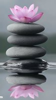 Pink lotus flower atop balanced zen stones with water reflection creates serene spa atmosphere, symbolizing harmony, meditation and wellness practices.