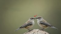 Two small songbirds perched on branch sharing romantic moment with red hearts above, love concept for Valentine's Day greeting cards and nature photography.