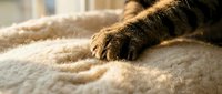 Young tabby cat paw resting on soft beige blanket or carpet in warm sunlight, close-up detail shot suitable for pet care, comfort, and lifestyle content.