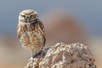 Burrowing owl perched on rocky outcrop with soft blurred background, showcasing its distinctive spotted plumage and intense yellow eyes.