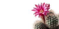 Vibrant pink cactus flower blooming on green thorny succulent against white background, isolated for botanical and gardening designs.