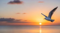 Seagull soaring over calm ocean waters during golden sunset with warm orange and pink sky colors reflecting on water surface creating peaceful seascape scene.