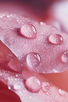 Macro photography of water drops on pink rose petals showing surface tension and natural texture with soft bokeh background and morning dew effect.