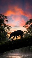 Silhouette of elephant crossing fallen tree trunk over river at dramatic sunset with vibrant orange and purple sky clouds reflecting in water below.