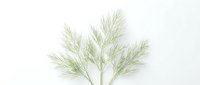 Fresh green dill herbs isolated on white background for culinary cooking and seasoning applications in kitchen design projects.