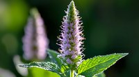 Pink flowering mint plant with spiked blossoms against dark green blurred background, macro nature photography showing delicate petals and fresh leaves.