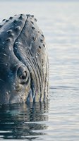 Majestic humpback whale head emerging from calm ocean waters with distinctive tubercles and eye visible, marine wildlife conservation concept.