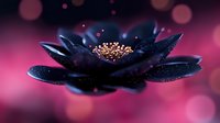 Mystical dark blue lotus flower with glowing center against pink bokeh background, sparkling water drops on petals create magical atmosphere.