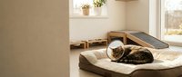 Cozy tabby cat sleeping peacefully on soft cushion in warm sunlit room with wooden furniture and natural light streaming through window.