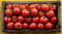 Fresh ripe red tomatoes with water drops in rustic wooden crate on yellow background, top view. Organic farm produce for healthy cooking and salads.