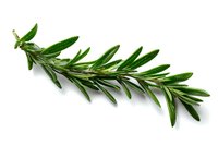 Fresh rosemary sprig with green needle-like leaves isolated on white background for culinary herbs, cooking ingredients and natural seasoning designs.