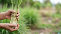 Farmer holding fresh harvested wheat stalks in hands against blurred green field background, agricultural harvest and farming concept.