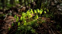 Young green seedlings emerging from dark forest soil in natural woodland environment with soft sunlight filtering through trees creating growth concept.