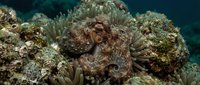 Camouflaged octopus hiding among coral reef with tentacles spread, showcasing natural marine predator behavior in tropical underwater ecosystem.