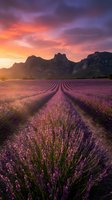 Lavender field rows leading to dramatic mountains under vibrant sunset sky with purple and orange clouds creating peaceful countryside landscape.