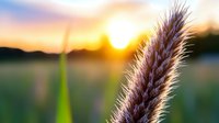 Golden sunlight illuminates ornamental grass plume against blurred sunset landscape, creating atmospheric nature scene with warm backlighting and bokeh effect.