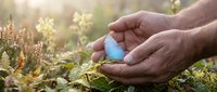 Elderly hands gently holding blue butterfly in sunlit garden with ferns and wildflowers, symbolizing nature conservation, environmental protection and wildlife care.