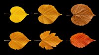 Autumn leaves in various stages of color transition from yellow to brown, isolated on transparent background. Ready for fall designs, seasonal graphics, t-shirt prints, stickers, and sublimation projects.