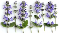 Purple sage flowers arranged in row on white background, fresh cut aromatic culinary herb stems with green leaves and violet blossoms, isolated for design use.