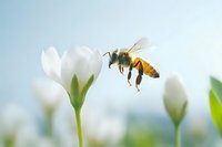 Honeybee hovering near delicate white flower in spring garden, collecting nectar for pollination against soft blue sky background.