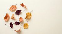 Autumn leaves in warm colors scattered on neutral background for seasonal decorating and fall themed projects.