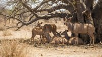 Herd of greater kudu antelopes resting under acacia tree shade in African savanna wilderness during dry season safari wildlife photography.
