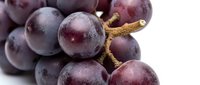 Fresh purple grapes cluster with natural bloom on white background, organic fruit for healthy eating and wine making concepts.